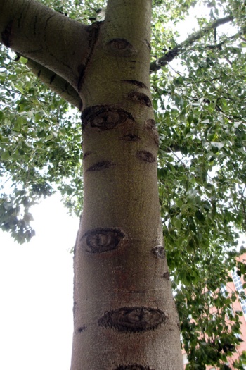 El tronco de una arbol parecia la version vegetal de Argos. Impresionante.